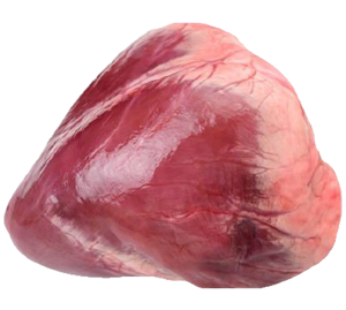 Beef Heart