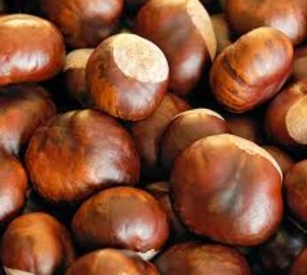 chestnuts lb