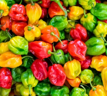 Pepper Habanero ,Mix ,lb