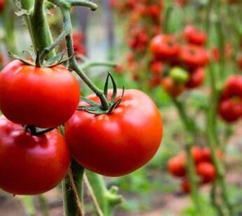 tomato SONNY , LB